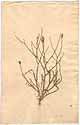 Scorzonera picroides L., front