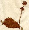 Scrophularia auriculata L.,detalj av blad och blommställning