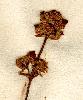 Scrophularia auriculata L.,blommställning