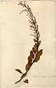 Scrophularia frutescens L., framsida