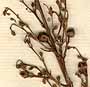 Scrophularia frutescens L., blomställning x8