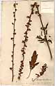 Scrophularia minima L., framsida