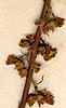 Scrophularia minima L., blommor x8