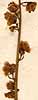 Scrophularia minima L., blomställning x8