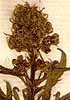 Scrophularia orientalis L., inflorescens x8
