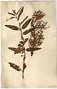 Scrophularia orientalis L., framsida