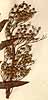 Scrophularia orientalis L., närbild, framsida x2