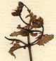 Scrophularia sp. L., blomställning x8