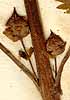 Scrophularia vernalis L., inflorescens x8