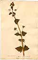 Scrophularia vernalis L., framsida