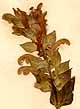 Scutellaria alpina L., blomställning x5