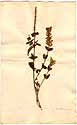 Scutellaria alpina L., framsida