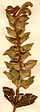 Scutellaria alpina L., inflorescens x6