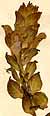 Scutellaria alpina L., blomställning x8