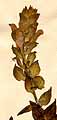 Scutellaria alpina L., blomställning x4