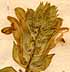 Scutellaria alpina L., inflorescens x8
