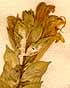 Scutellaria alpina L., blomställning x8