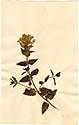 Scutellaria alpina L., front
