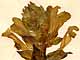 Scutellaria alpina L., blomställning x5