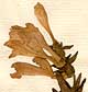 Scutellaria hastifolia L., inflorescens x8