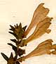 Scutellaria hastifolia L., inflorescens x8