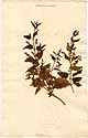 Scutellaria laterifolia L., front