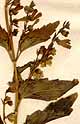 Scutellaria laterifolia L., inflorescens x8