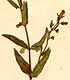 Scutellaria minor L., inflorescens x8