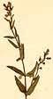 Scutellaria minor L., inflorescens x5