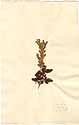Scutellaria orientalis L., framsida