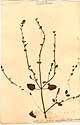 Scutellaria peregrina L., front
