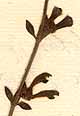 Scutellaria peregrina L., flowers x8