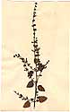 Scutellaria peregrina L., framsida