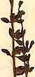 Scutellaria peregrina L., blomställning x3