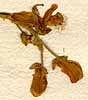 Securidaca volubilis L., flowers x8