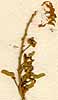 Securidaca volubilis L., blomställning x8