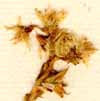 Sedum acre L., inflorescens x8