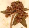 Sedum aizoon L., inflorescens x5
