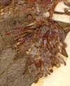 Sedum aizoon L., inflorescens x8