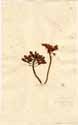 Sedum hybridum L., front