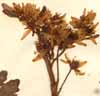 Sedum hybridum L., blomställning x5