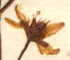 Sedum hybridum L., flower x8