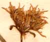 Sedum hybridum L., inflorescens x8