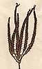 Selago spuria L., inflorescens x3