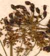 Selinum austriacum Jacq., blomställning x8