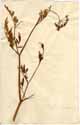 Selinum carvifolia L., framsida
