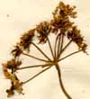 Selinum carvifolia L., blomställning x6