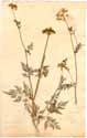 Selinum monnieri L., framsida
