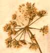 Selinum monnieri L., blomställning x6