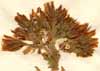 Sempervivum globiferum L., blomställning x5